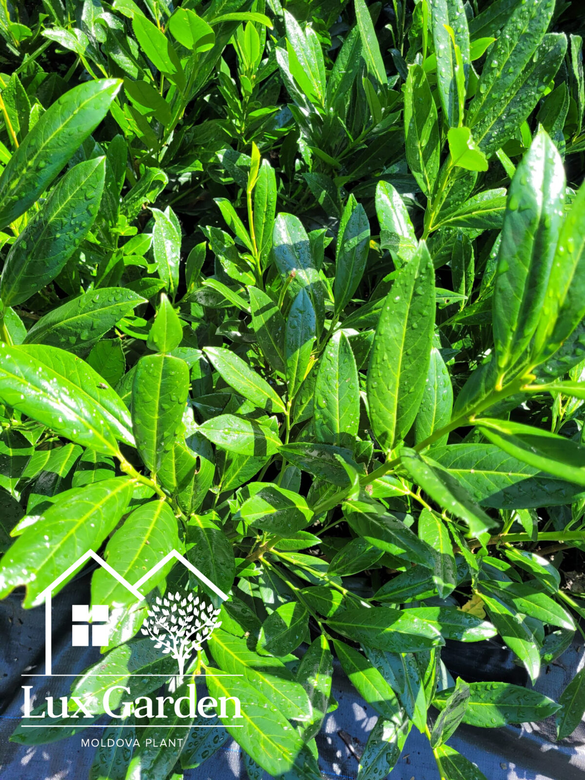 dafin decorativ prunus laurocerasus dafin decorativ prunus laurocerasus