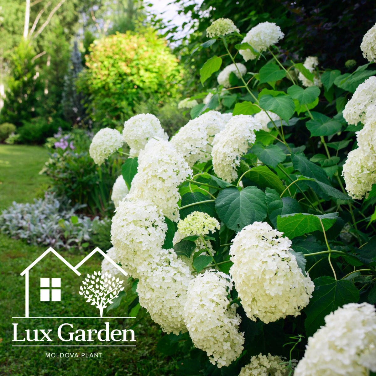 hortensia alba annabelle scaled hortensia alba annabelle scaled