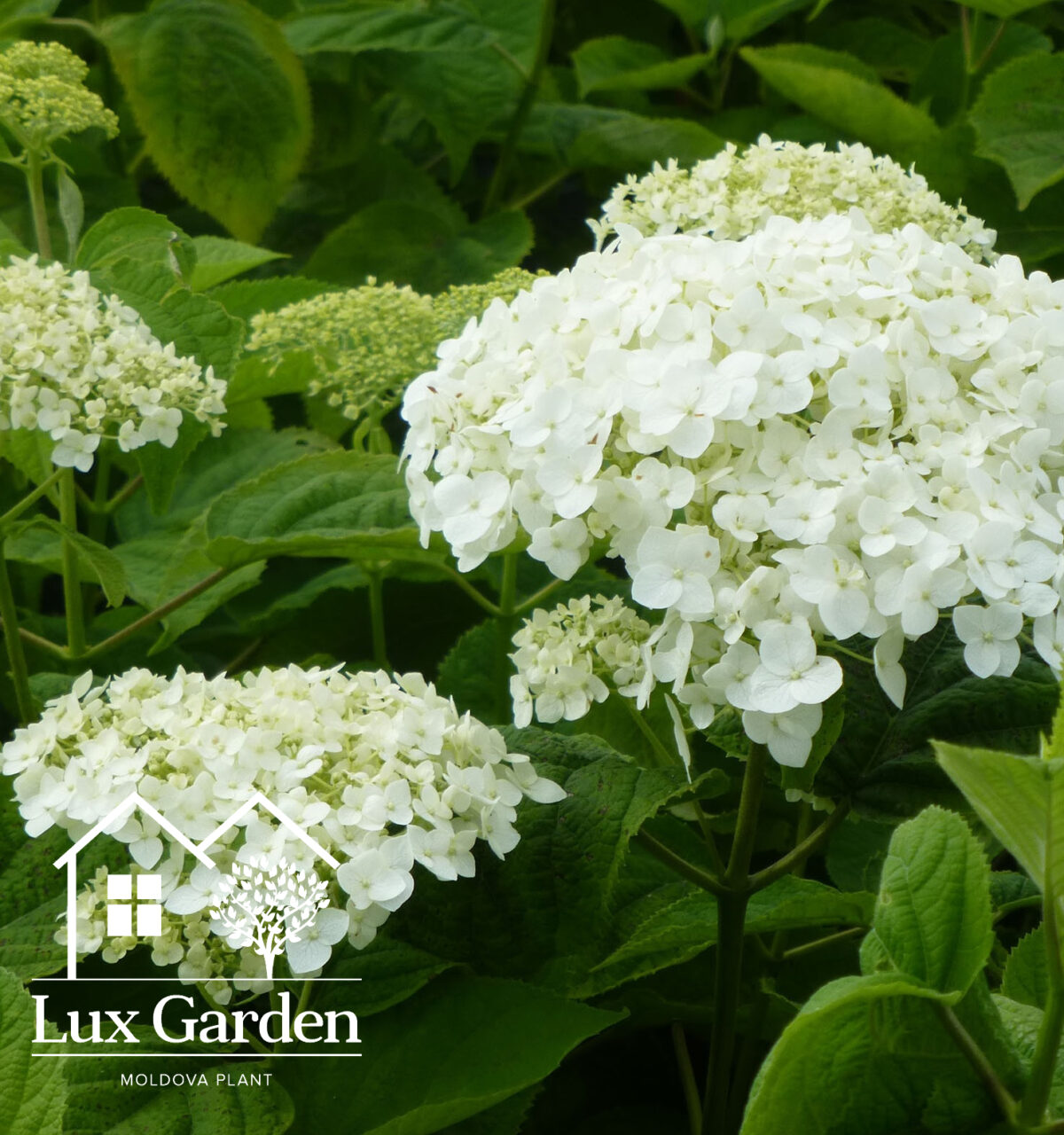 hortensia arborescens annabelle 1 hortensia arborescens annabelle 1