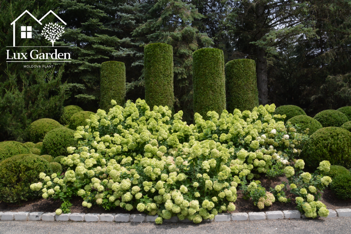 hortensia little lime 1 hortensia little lime 1