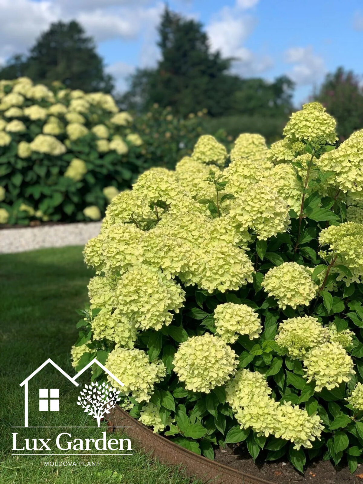 hortensia little lime hortensia little lime