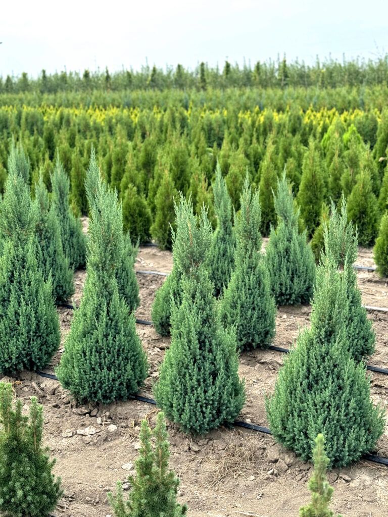 Pepiniera Lux Garden 2 ienupar chinez stricta 1 ienupar chinez stricta 1 ienupar chinez stricta 1