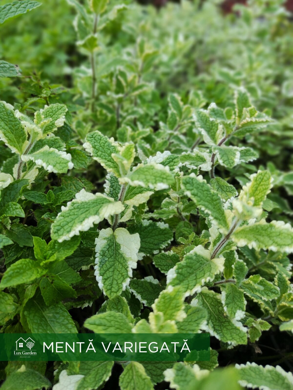 menta cu margini albe menta cu margini albe
