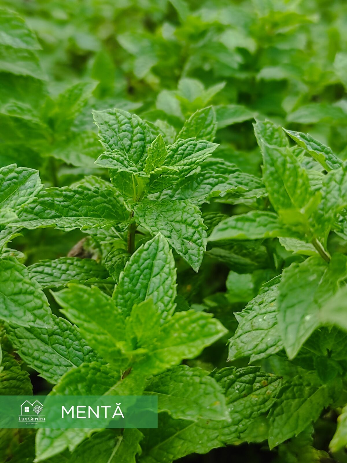 menta lux garden menta lux garden