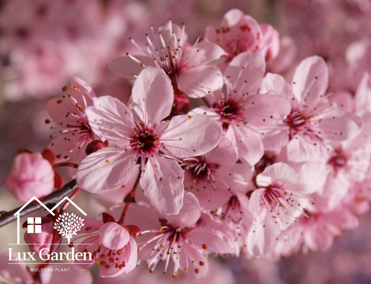 prunus cerasifera pissardii prunus cerasifera pissardii