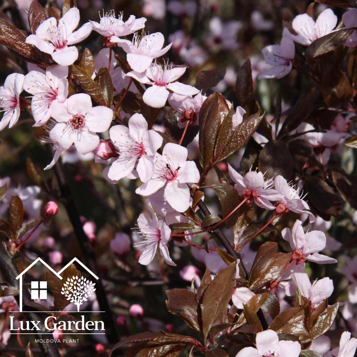 prunus nigra 1 prunus nigra 1