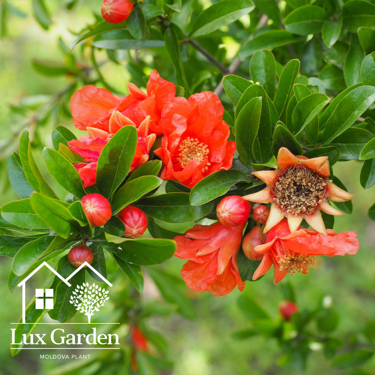 rodie lux garden 1 rodie lux garden 1