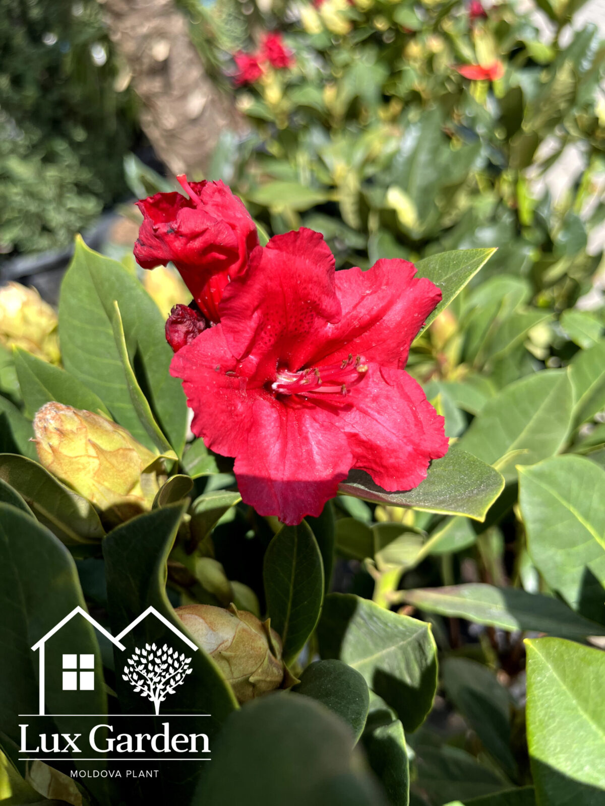 rododendron rosu red jack 950 scaled rododendron rosu red jack 950 scaled