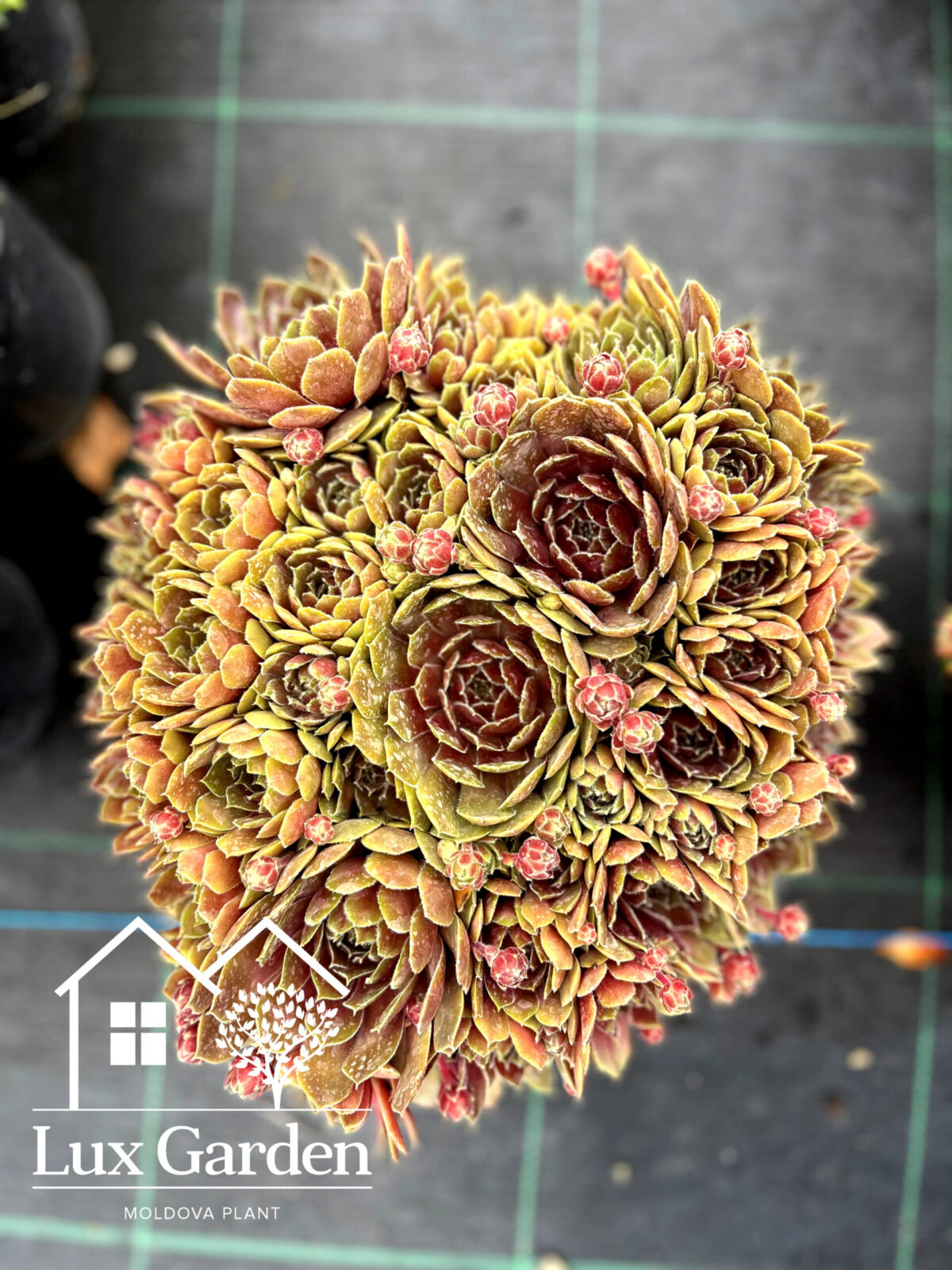 sempervivum scaled sempervivum scaled