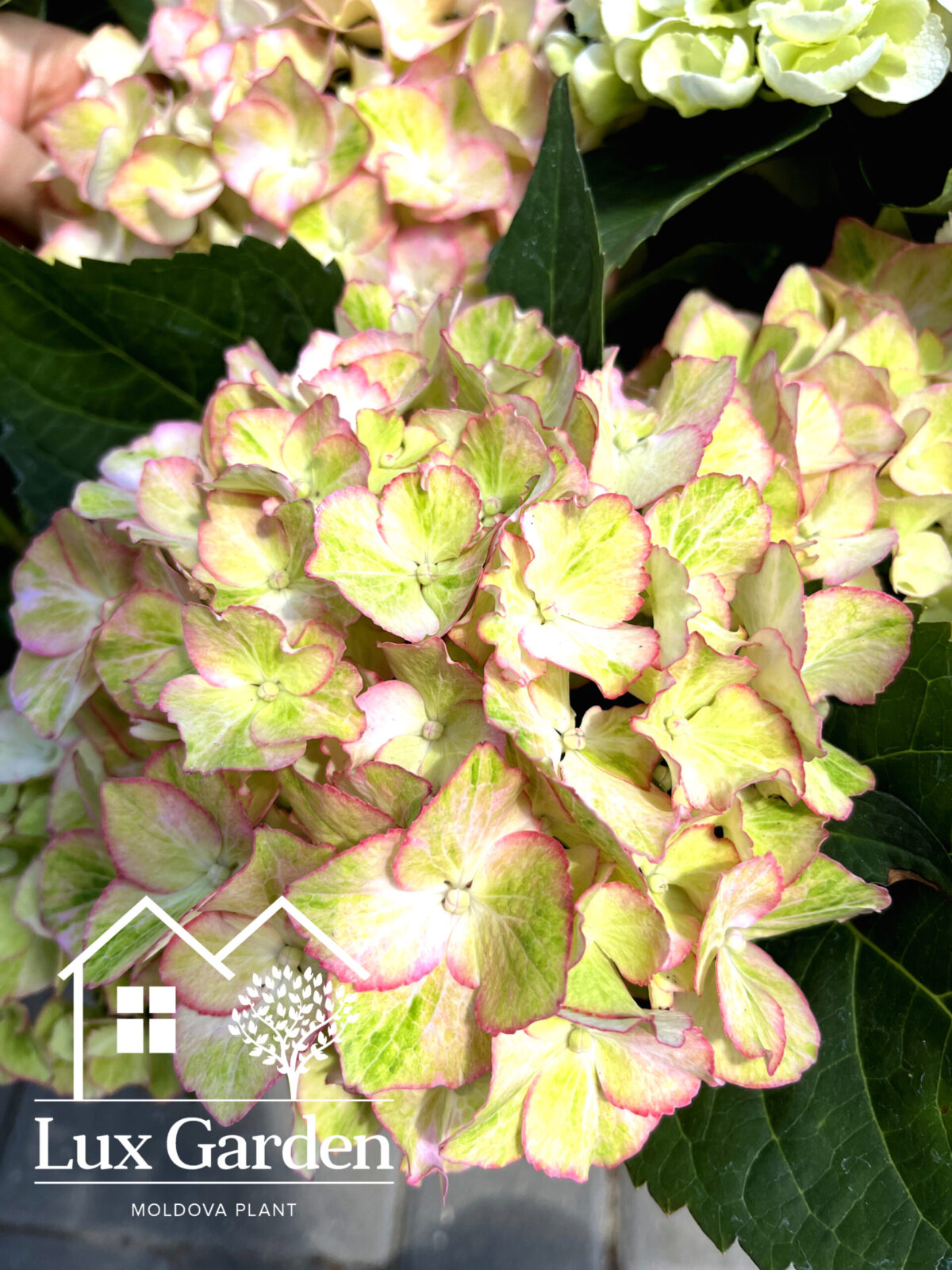 hortensia fantasia scaled hortensia fantasia scaled