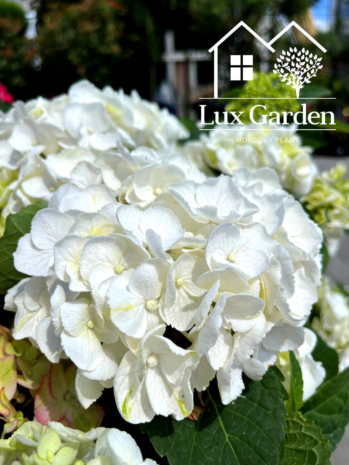 hortensia macrophylla alba scaled hortensia macrophylla alba scaled