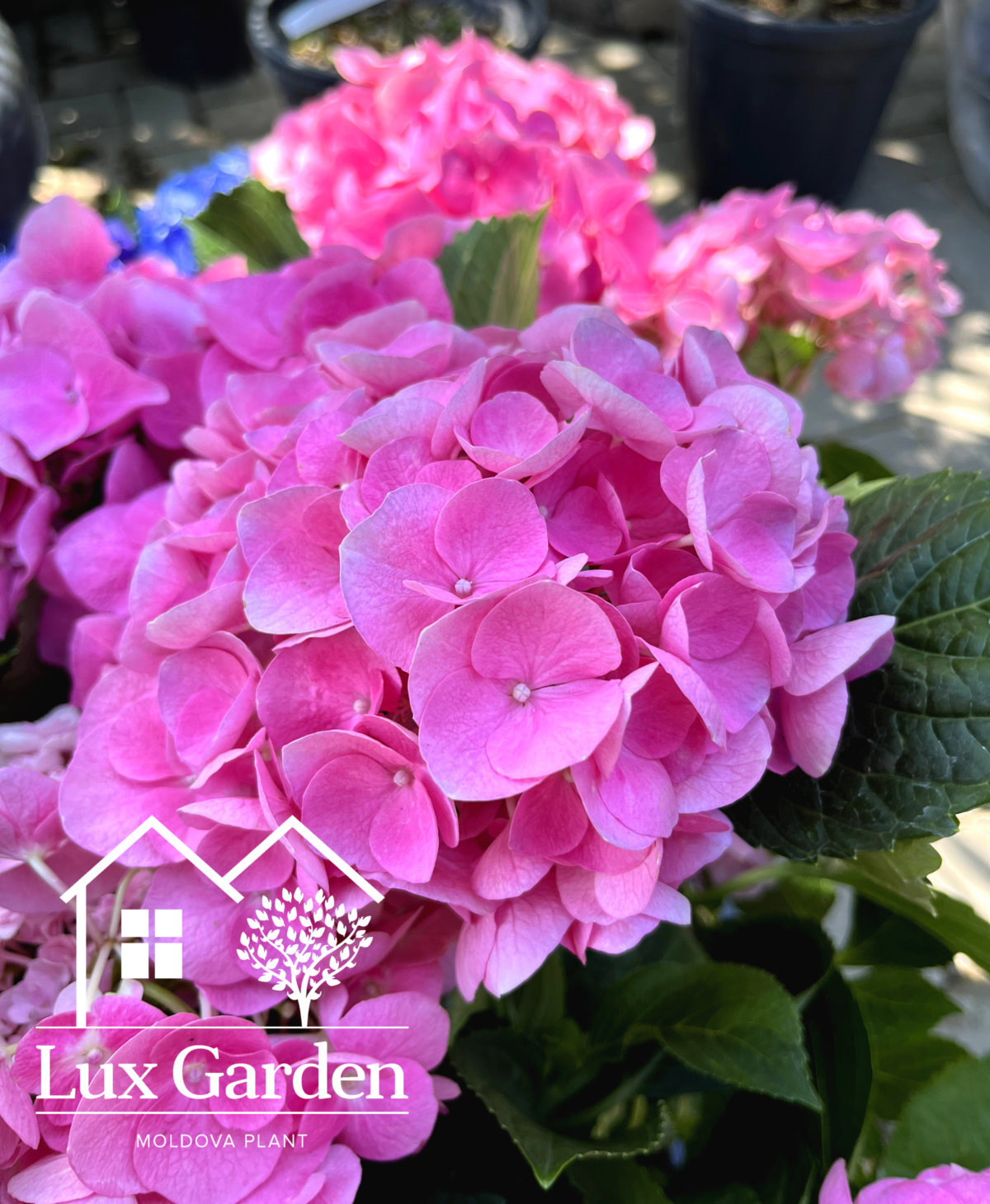 hortensia macrophylla roz 2 1 hortensia macrophylla roz 2 1