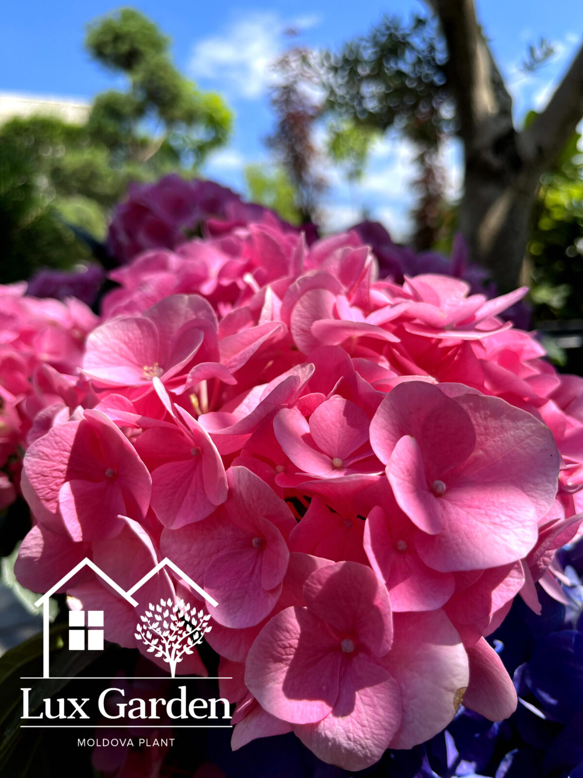hortensia macrophylla roz 2 scaled hortensia macrophylla roz 2 scaled