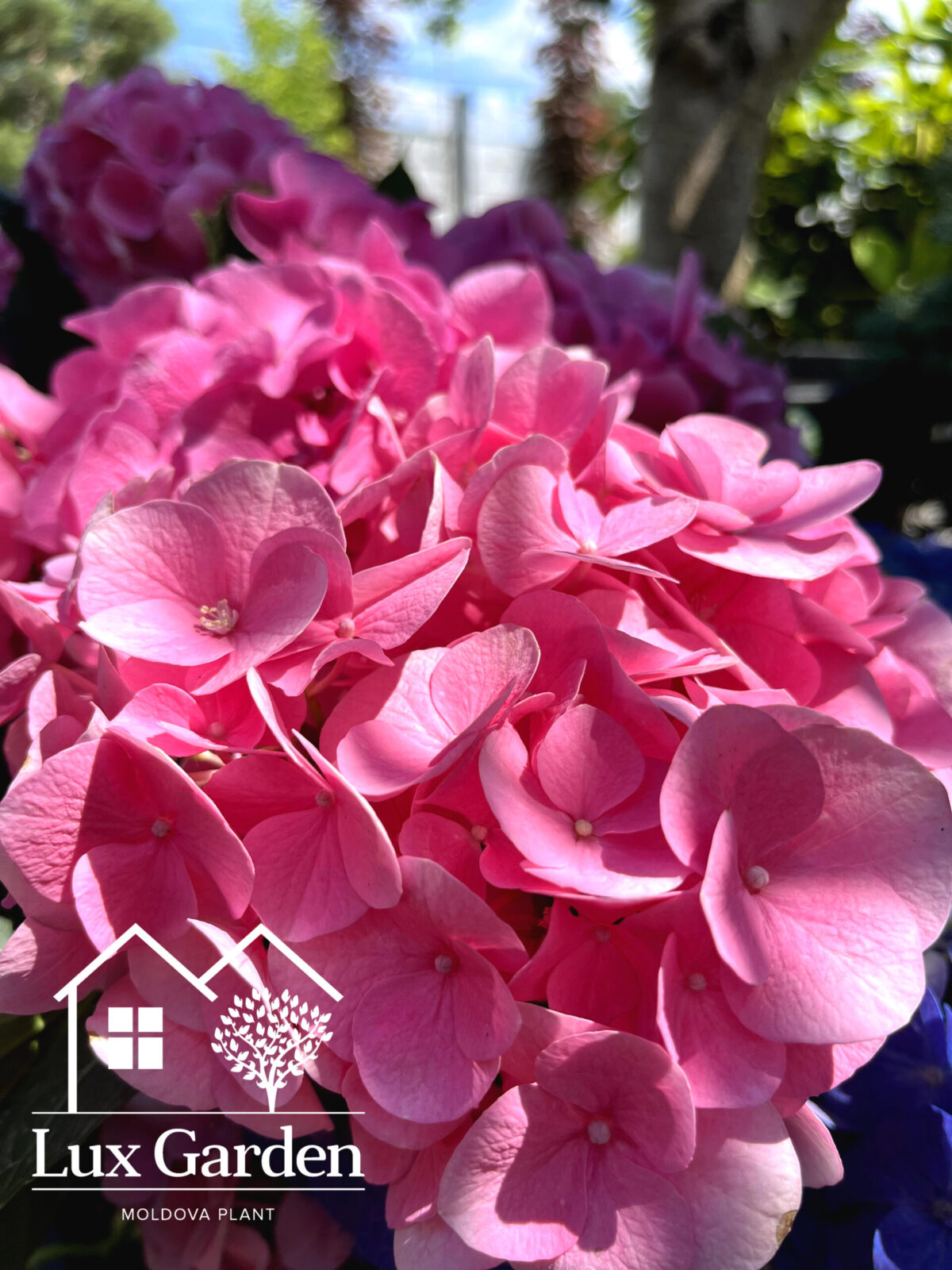 hortensia macrophylla roz scaled hortensia macrophylla roz scaled