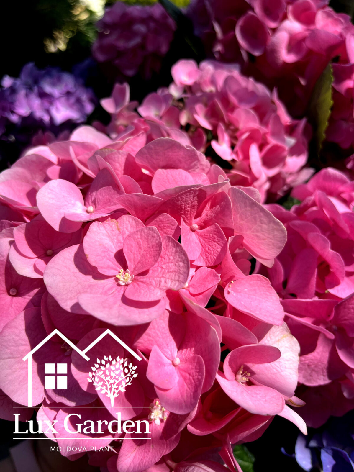 hortensia roz 4 scaled hortensia roz 4 scaled