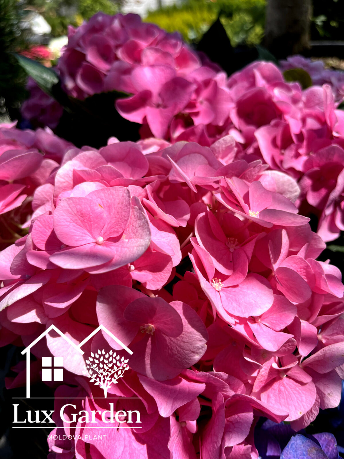 hortensia roz luc garden scaled hortensia roz luc garden scaled