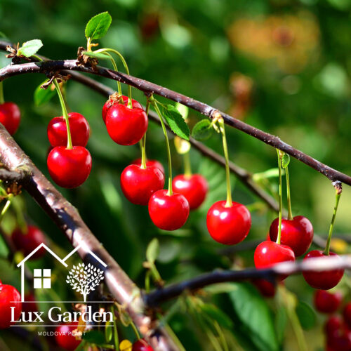 visin lux garden visin lux garden