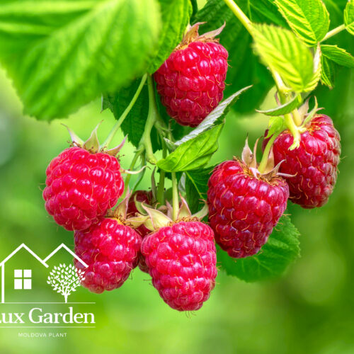 zmeura lux garden zmeura lux garden