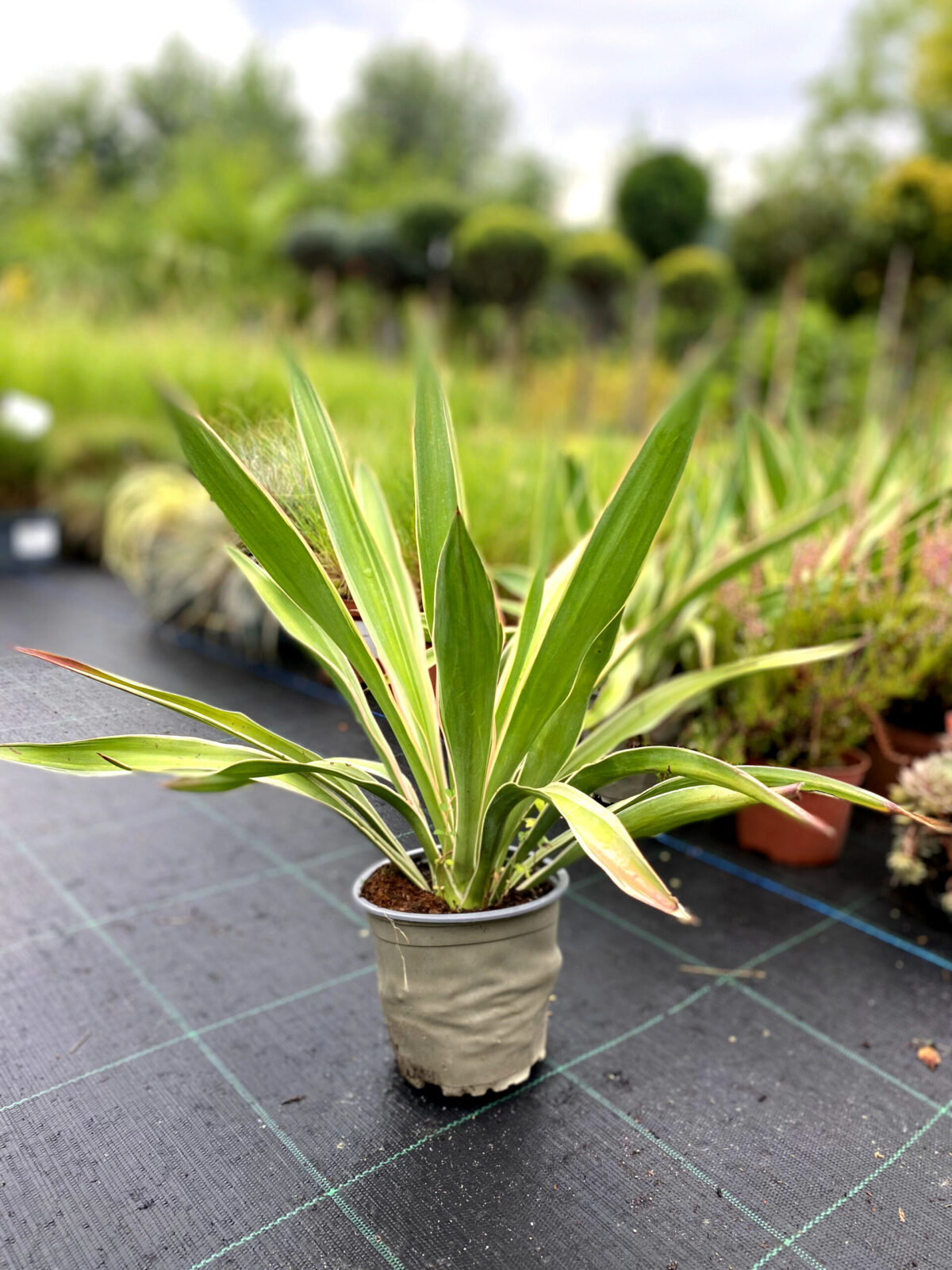 yucca filamentosa 250 scaled yucca filamentosa 250 scaled
