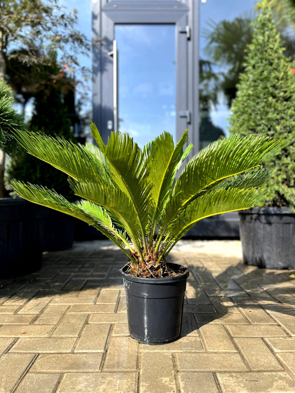 palmier-cycas-2500