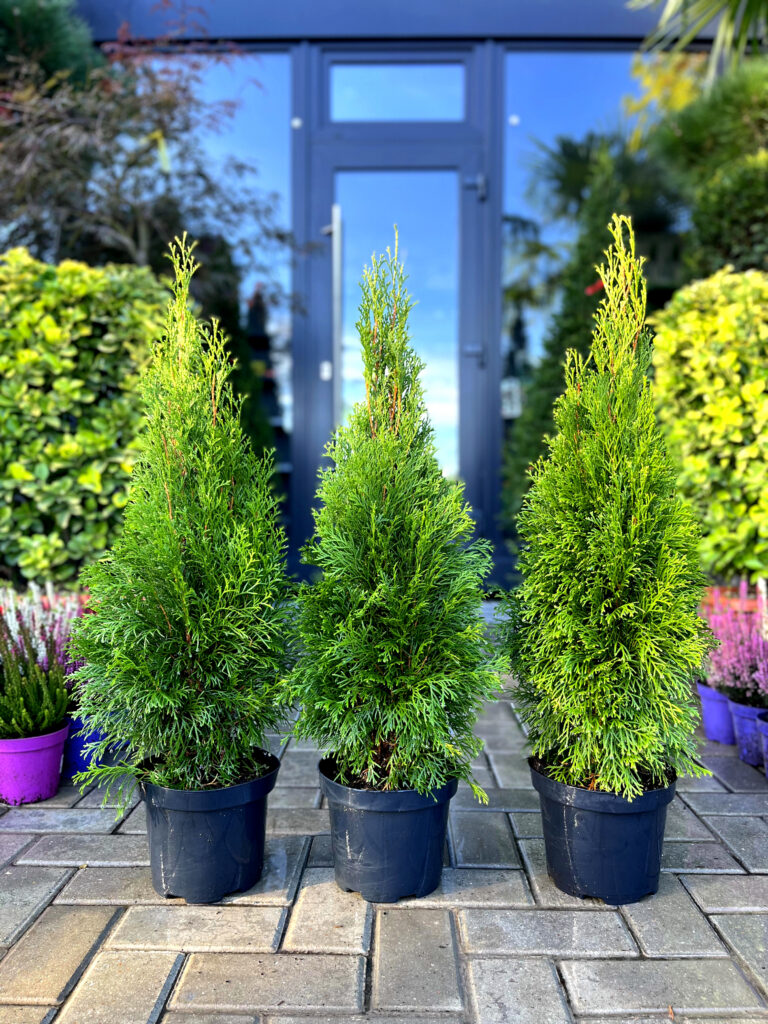 thuja smaragd 135 thuja smaragd 135