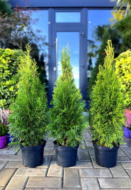 thuja smaragd 135 scaled thuja smaragd 135 scaled