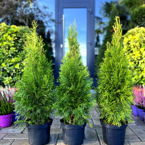 thuja smaragd 135 scaled thuja smaragd 135 scaled