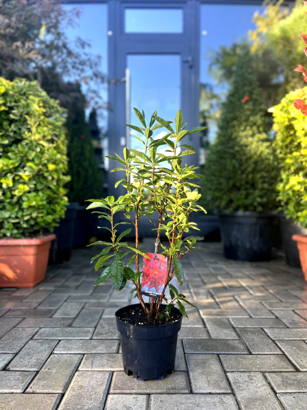 azalea nabucco 250 scaled azalea nabucco 250 scaled