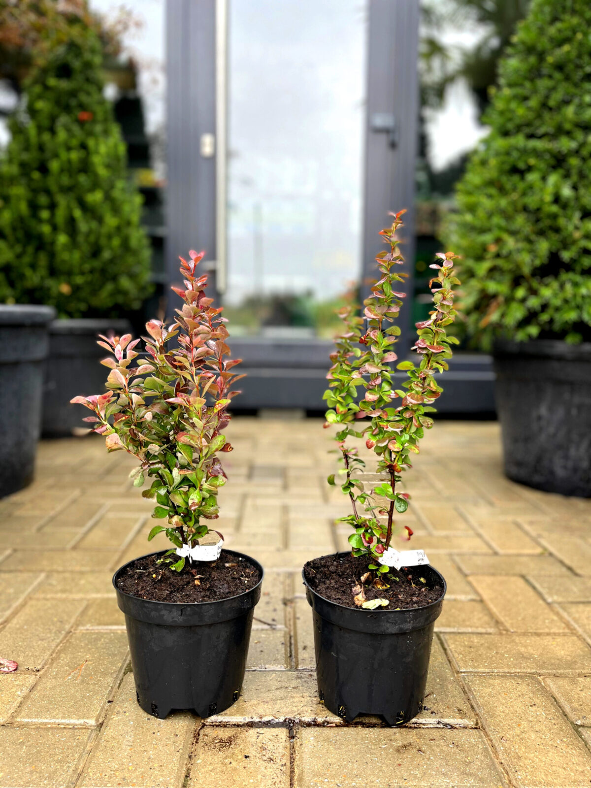 barbaris red rocket 180 scaled barbaris red rocket 180 scaled
