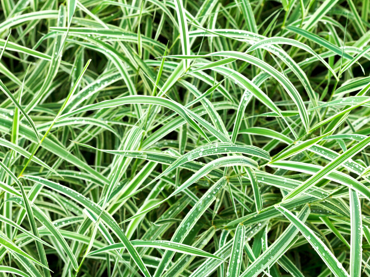 carex morrowii variegata carex morrowii variegata