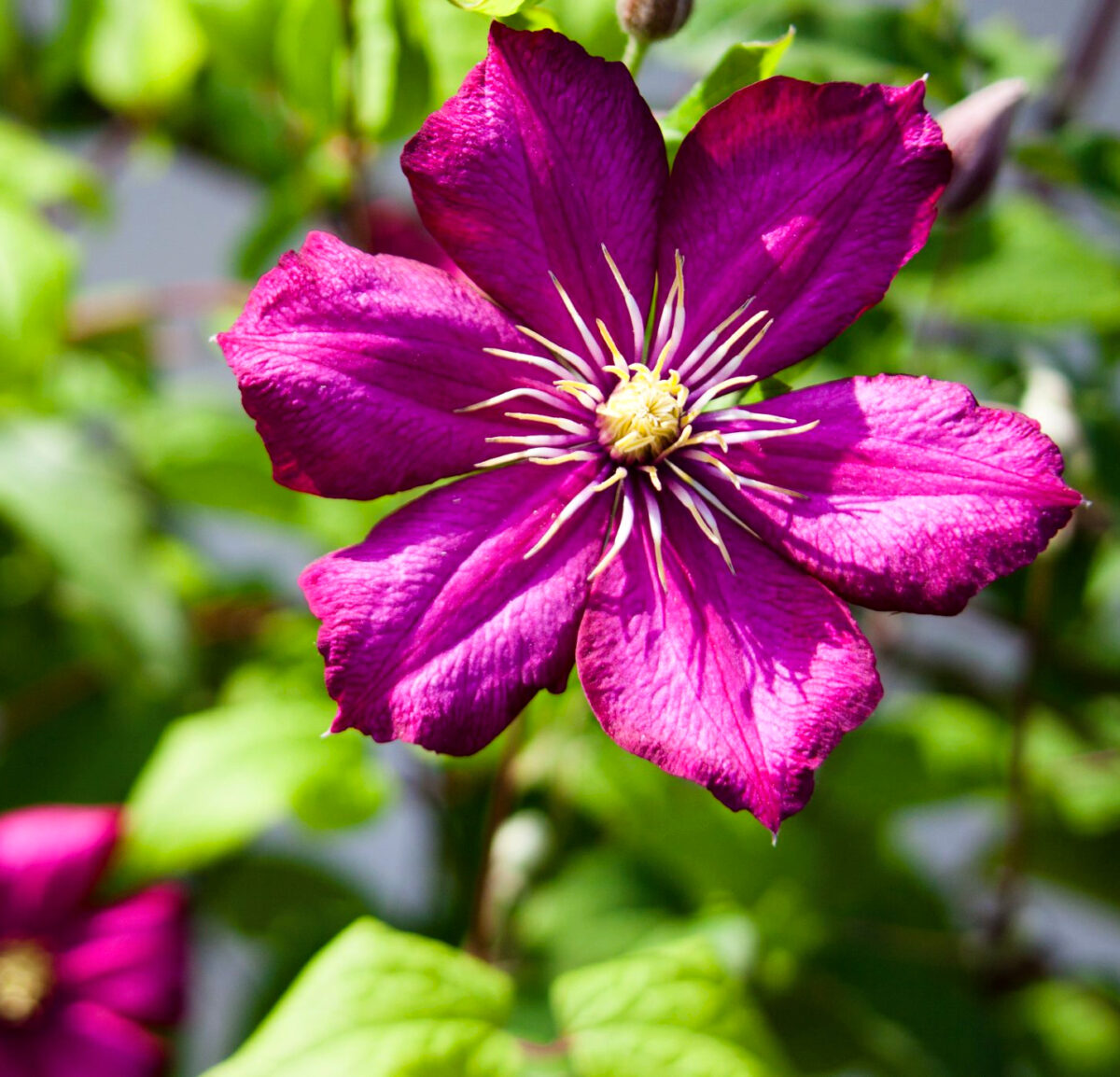 clematis sunset 180 clematis sunset 180