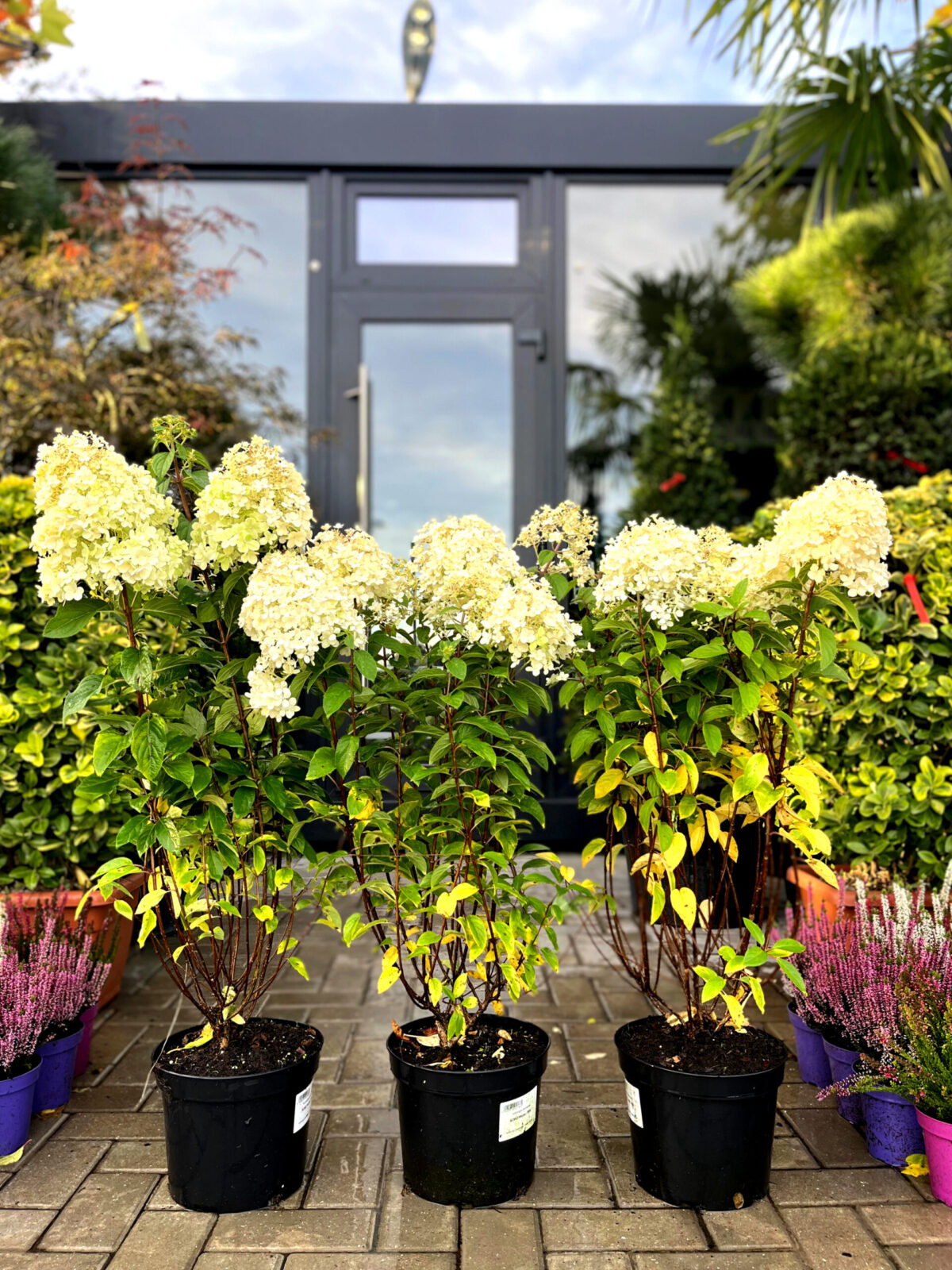 hortensia bobo ilvobo 380 scaled hortensia bobo ilvobo 380 scaled