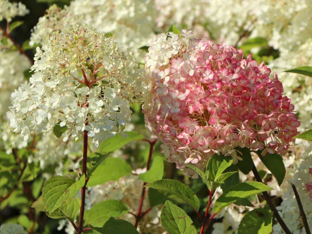 hortensia fire light 2 hortensia fire light 2