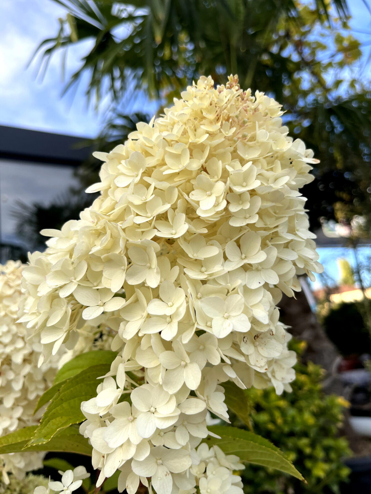 hortensia paniculata bobo ilvobo scaled hortensia paniculata bobo ilvobo scaled