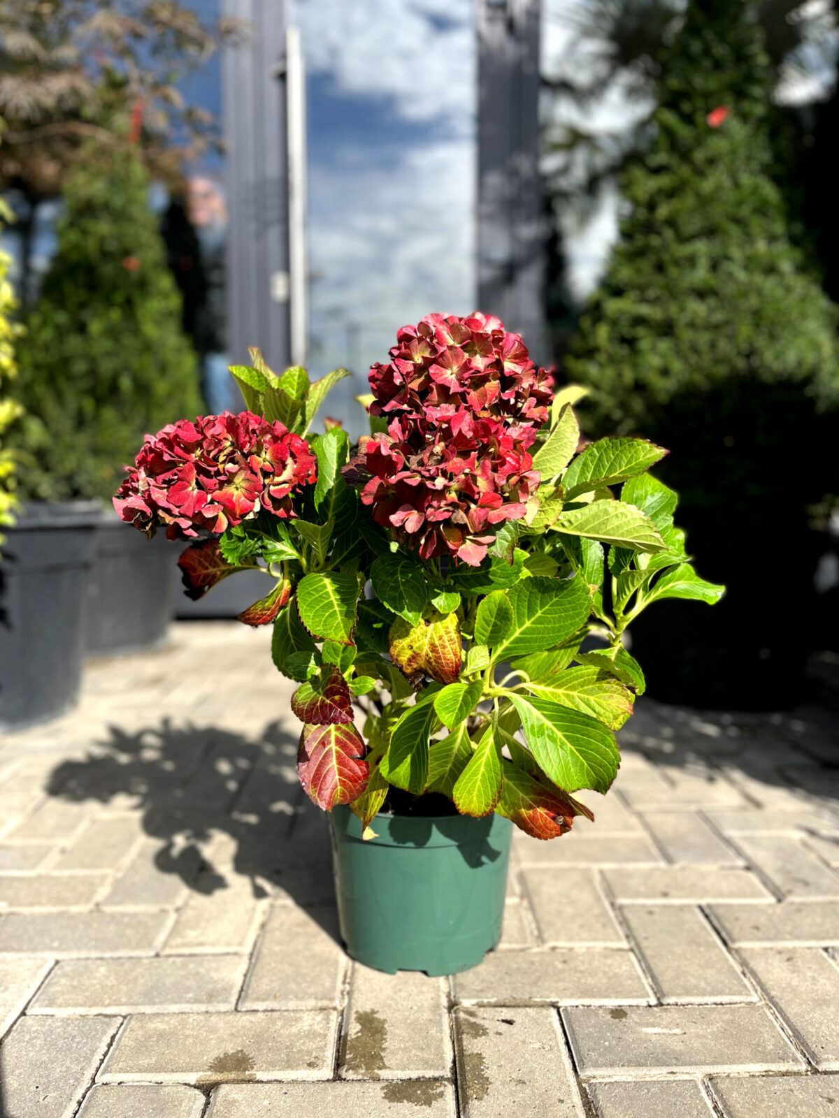 hortensia royal red 480 scaled hortensia royal red 480 scaled