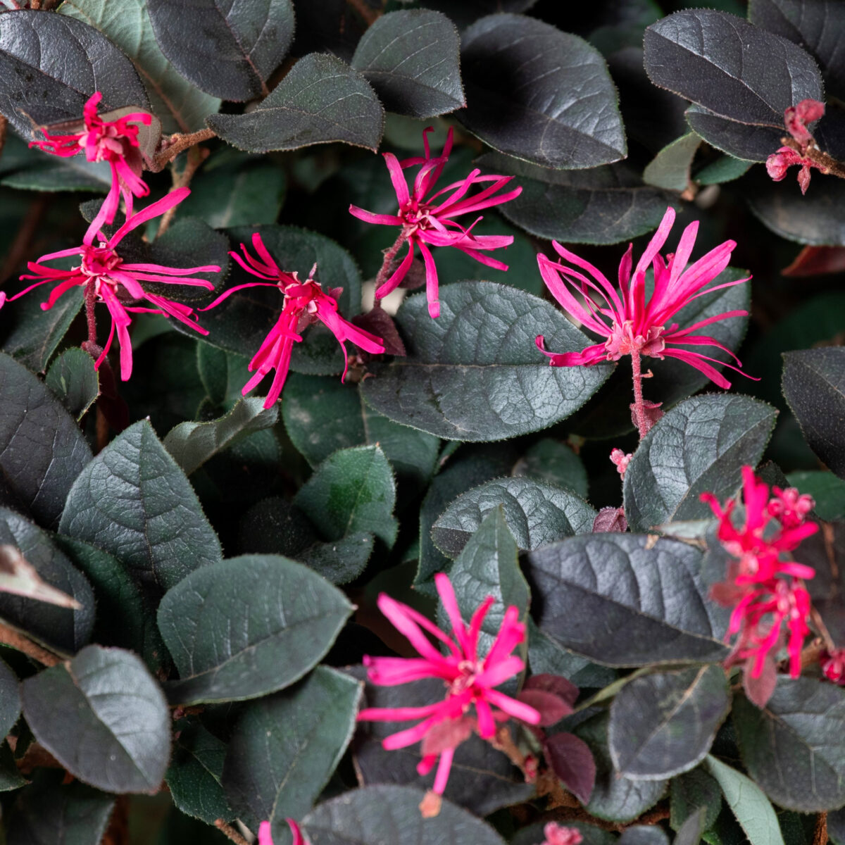 loropetalum loropetalum