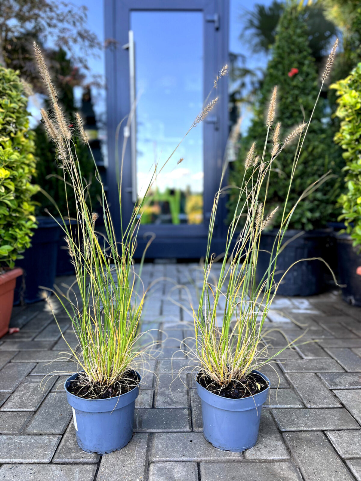 pennisetum hameln 180 scaled pennisetum hameln 180 scaled