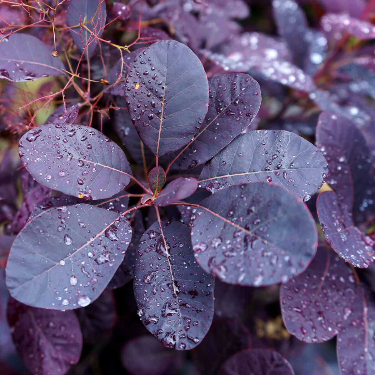 scumpia royal purple scumpia royal purple