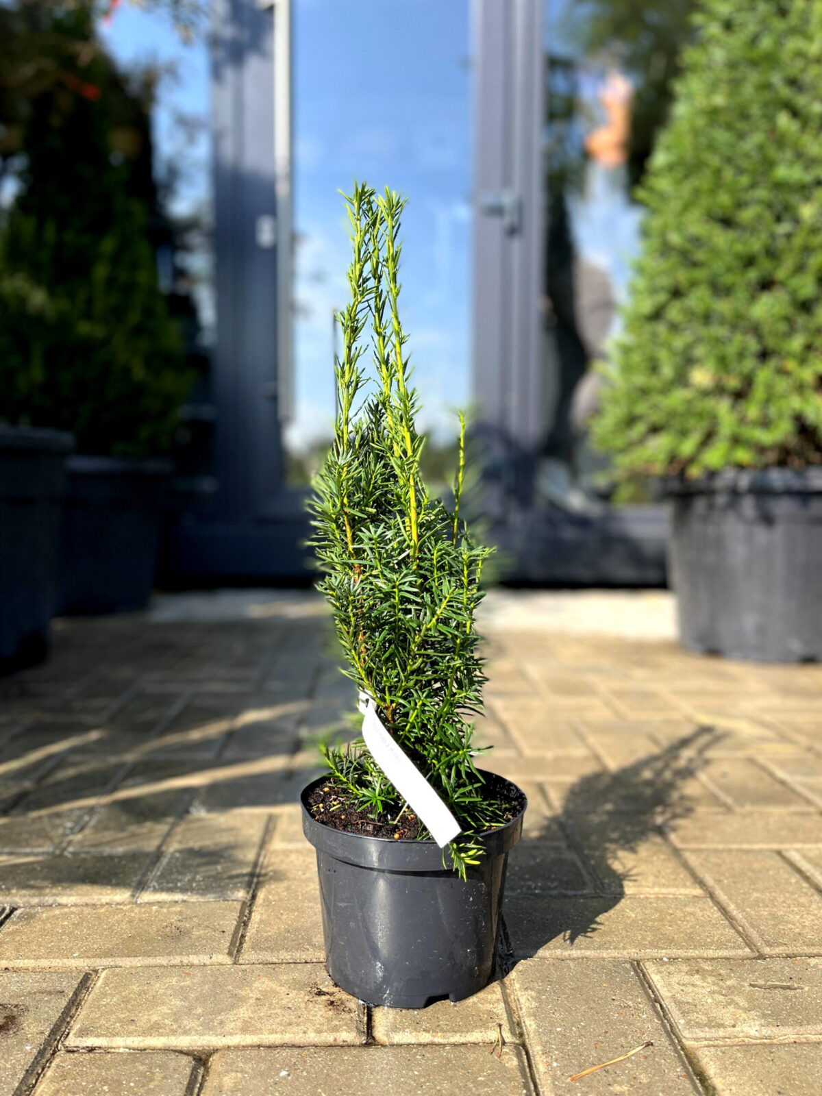 taxus media hicksii 180 scaled taxus media hicksii 180 scaled
