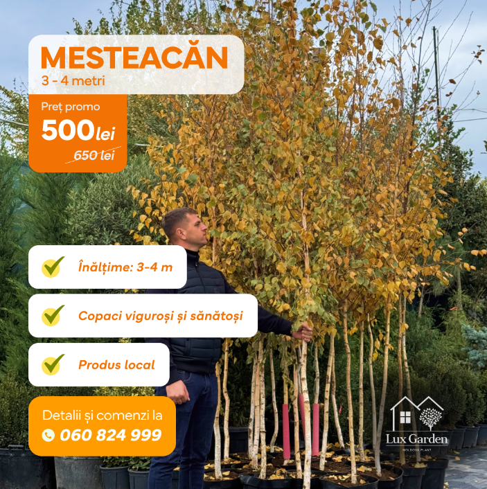 mesteacan 1 mesteacan 1