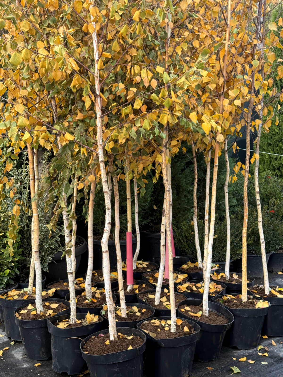 mesteacan lux garden 650 scaled mesteacan lux garden 650 scaled