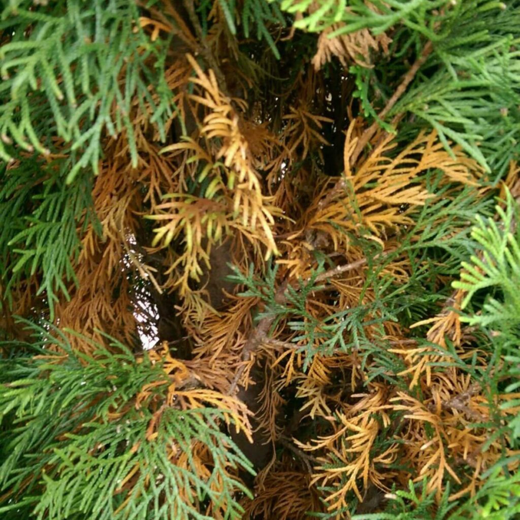 Cum formăm și avem grijă de un gard viu din Tuia Smaragd 2 thuja braun von innen heraus thuja braun von innen heraus thuja braun von innen heraus