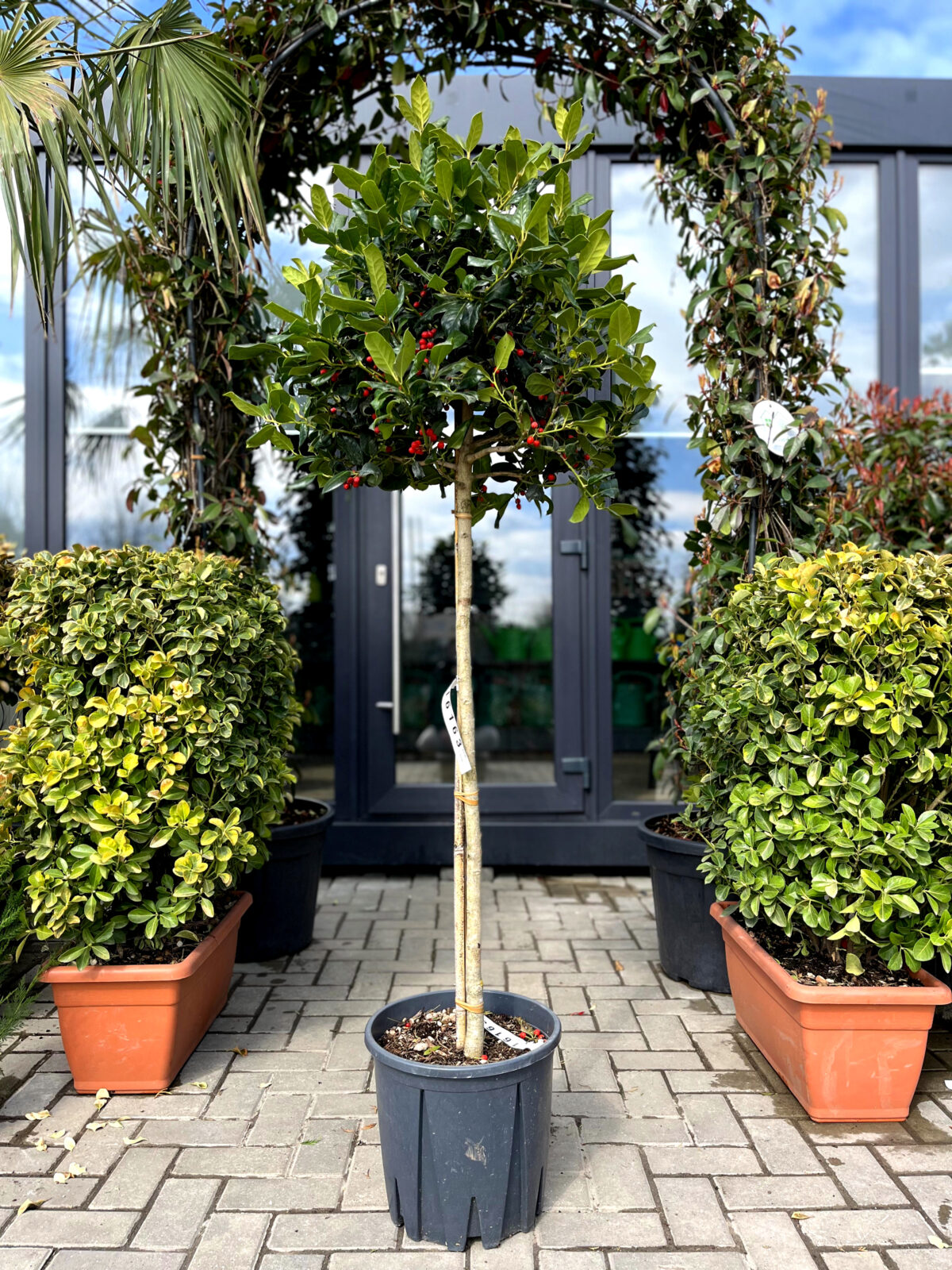 ilex pe picior 2450 scaled ilex pe picior 2450 scaled
