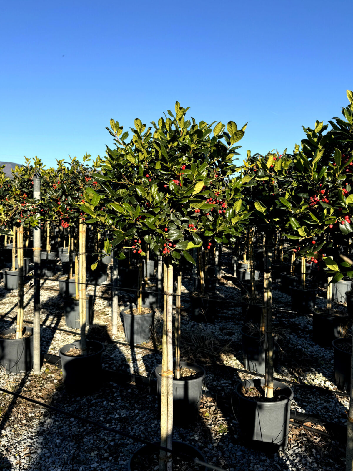 ilex pe picior scaled ilex pe picior scaled