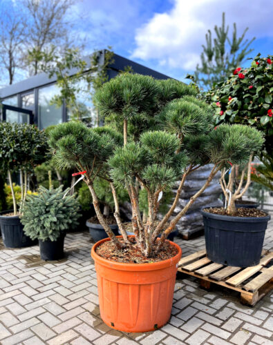 pin bonsai 33500 pin bonsai 33500