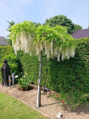 glicinia alba umbrela glicinia alba umbrela