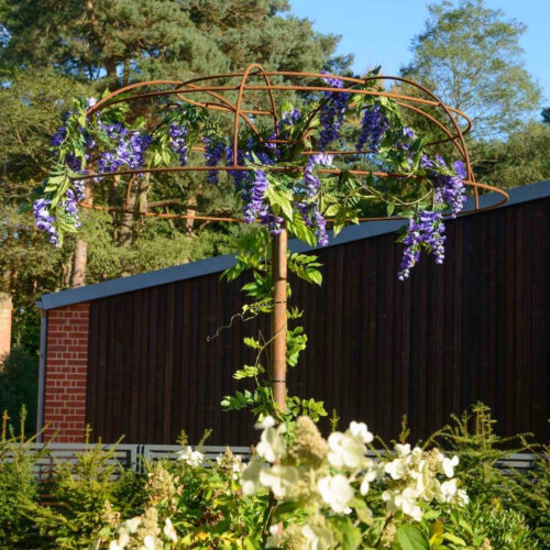glicinia violeta umbrela glicinia violeta umbrela