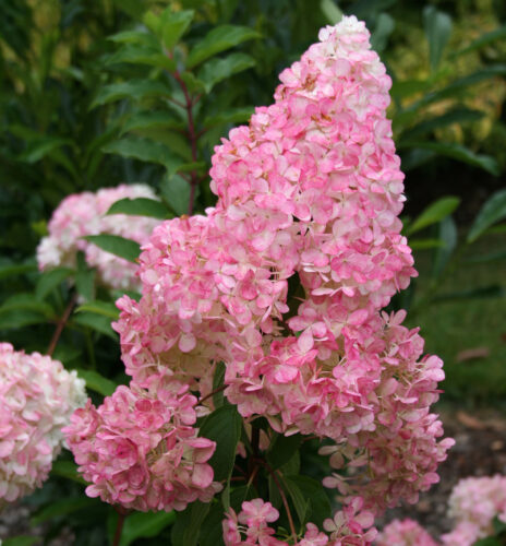 hortensia paniculata vanille fraise 1 hortensia paniculata vanille fraise 1
