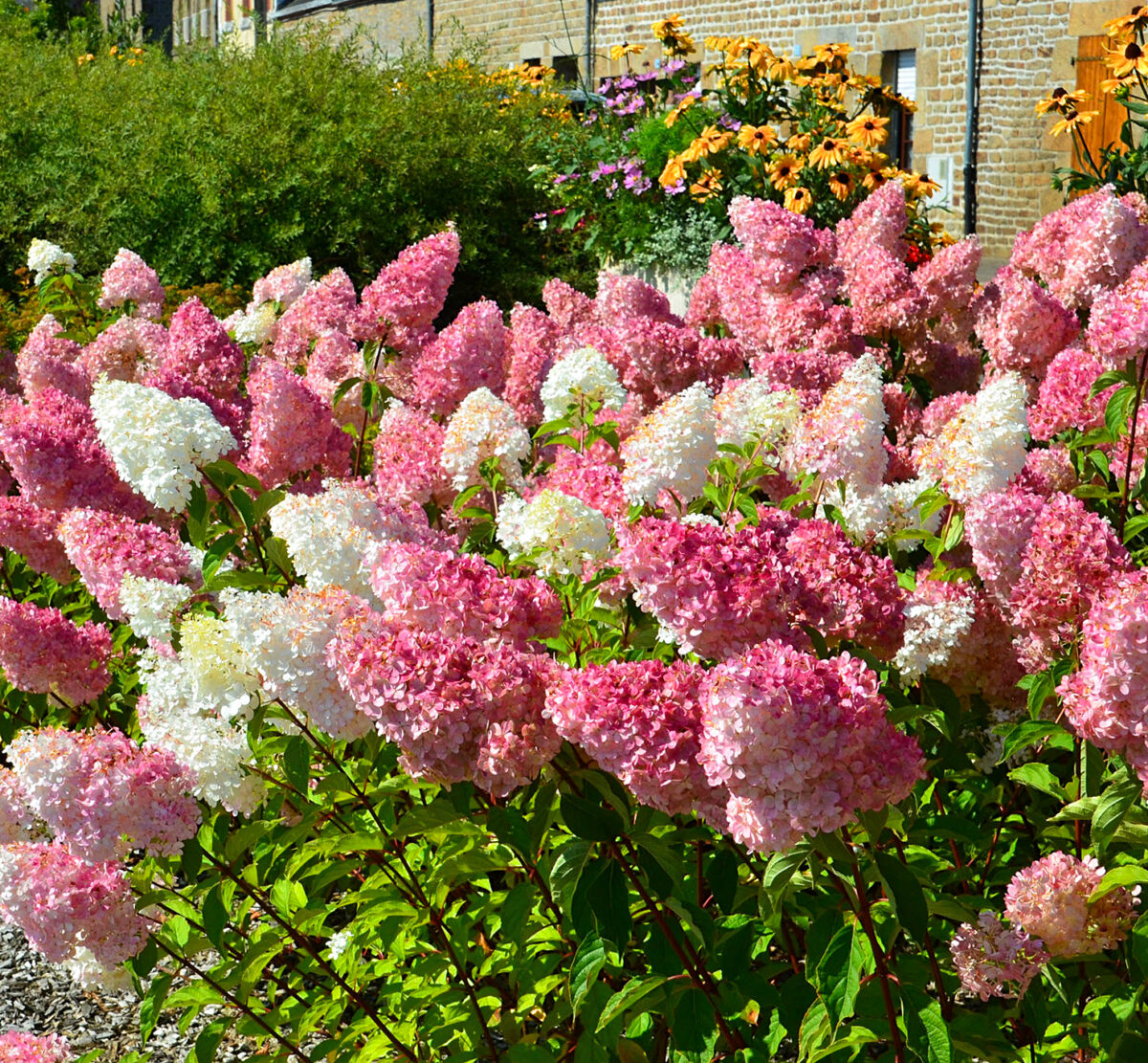 hortensia paniculata vanille fraise 2 hortensia paniculata vanille fraise 2