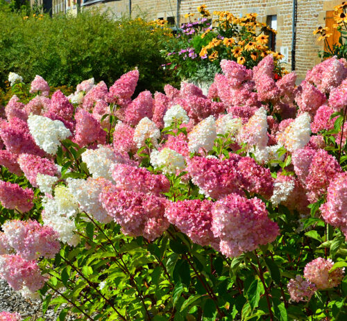 hortensia paniculata vanille fraise 2 hortensia paniculata vanille fraise 2